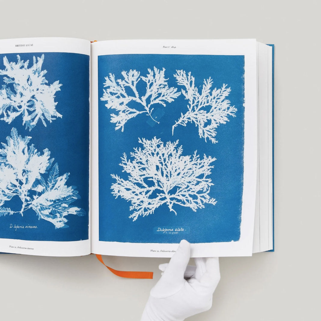 Anna Atkins. Cyanotypes by Anna Atkins